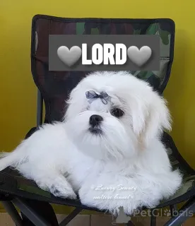 Дополнительные фото: Очаровательные братья, щенки мальтезе, корейские крови.