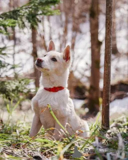 Фото №4. Продажа беспородную в Москова частное объявление - цена Бесплатно