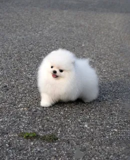 Фото №2 к объявлению №167354 о продаже померанского шпица - купить в Германии частное объявление