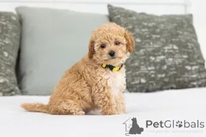 Фото №2 к объявлению №155600 о продаже лабрадудля - купить в Дании частное объявление