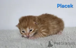 Фото №1. курильский бобтейл - купить в Небольшие трубы за договорная. Объявление №159006