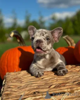 Фото №2 к объявлению №150640 о продаже французского бульдога - купить в Германии из приюта, заводчик