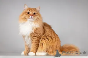 Фото №4. Продам  в Химки из приюта - цена Бесплатно