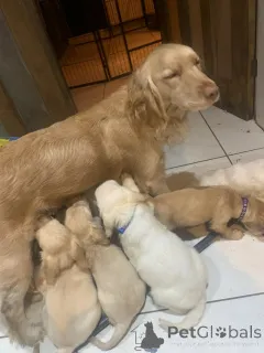 Дополнительные фото: Потрясающий помет кросс-щенков золотистого ретривера и кокер-спаниеля