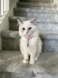 Фото №2 к объявлению №157772 о продаже рэгдолл - купить в Швейцарии частное объявление