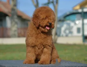 Дополнительные фото: Карликовая пудель, щенок мужского пола