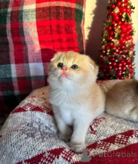 Фото №2. Аксессуары для котов и собак в Канаде. Цена Бесплатно. Объявление №162973