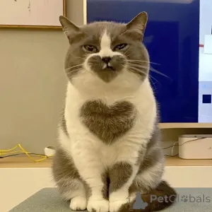 Фото №1. британская короткошёрстная - купить в Алленсбах за договорная. Объявление №156724