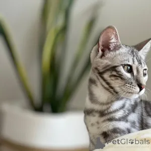 Фото №1. бенгальская - купить в Уайтвуд за договорная. Объявление №155704