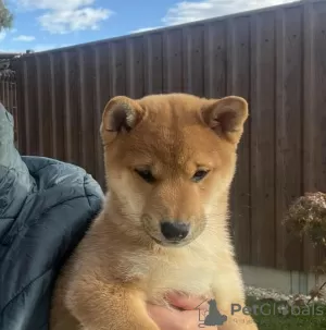 Фото №3. Beautiful shiba inu.  Финляндия