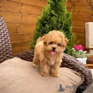 Фото №2 к объявлению №158394 о продаже мальтипу - купить в Швеции 