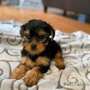 Фото №2 к объявлению №165397 о продаже йоркширского терьера - купить в Германии частное объявление, из приюта