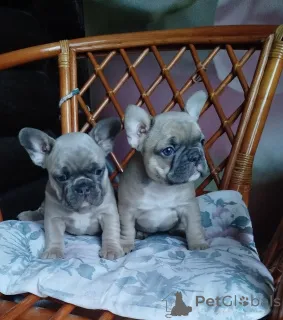 Дополнительные фото: Милые щенки французский бульдог.