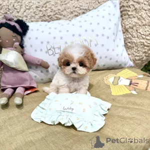 Фото №2 к объявлению №167647 о продаже пуделя (той) - купить в Германии частное объявление, из приюта