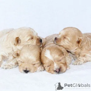 Фото №1. мальтипу - купить в Даллас за 49283₽. Объявление №147626