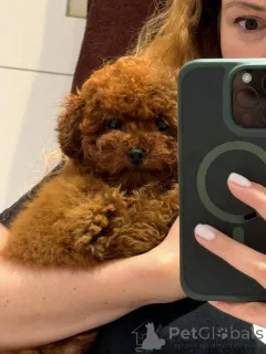 Фото №2 к объявлению №154728 о продаже пуделя (той) - купить в Великобритании частное объявление