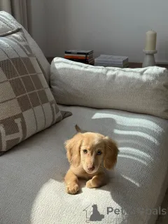 Фото №2 к объявлению №165633 о продаже таксу - купить в Германии частное объявление, заводчик