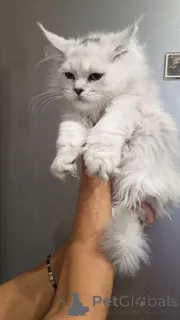 Дополнительные фото: Котята мейнкун