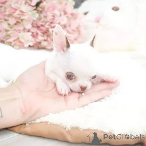 Фото №4. Продажа  в Вифлеем Галилейский  - цена договорная