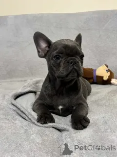 Фото №2 к объявлению №160197 о продаже французского бульдога - купить в Германии частное объявление