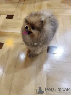 Фото №4. Продажа померанского шпица в Тбилиси частное объявление, из питомника, заводчик - цена договорная