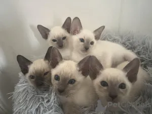 Фото №1. сиамская - купить в Плохой Кройзнек за договорная. Объявление №162310