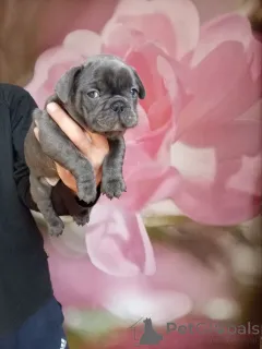 Дополнительные фото: Милые щенки французский бульдог.