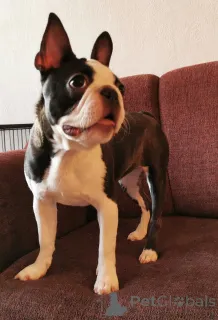 Дополнительные фото: Широкие крылья ангел