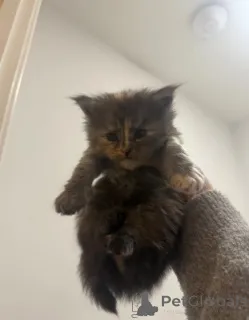 Фото №2 к объявлению №160427 о продаже мейн-кун - купить в Германии заводчик