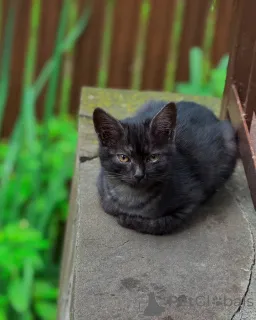 Дополнительные фото: Ищут дом 2 чудесных котенка.