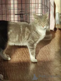 Дополнительные фото: Мэй, серебристо-дымчатая кошечка, ищет свой дом