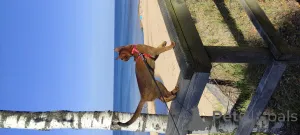 Дополнительные фото: Клубные абиссинские котята