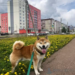 Дополнительные фото: Супер щенки Сиба