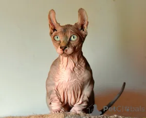 Фото №1. бамбино - купить в Legnica за 231918₽. Объявление №146284