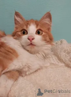 Дополнительные фото: Петя ищет себе уютный дом.