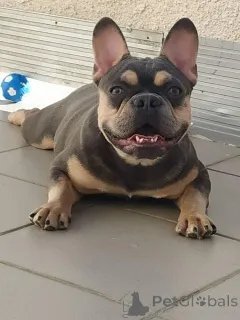 Дополнительные фото: Красивые малыши французский бульдог.
