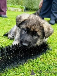 Дополнительные фото: Schäferhund-Welpen zu verkaufen