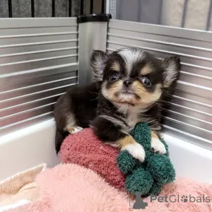 Фото №3. Чихуахуа доступен для усыновления, свяжитесь с WhatsApp Business 447450021323.  Финляндия