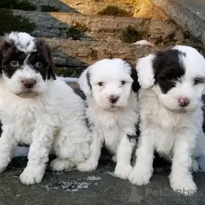 Фото №1. португальская водяная собака - купить в Берлине за 92767₽. Объявление №139085