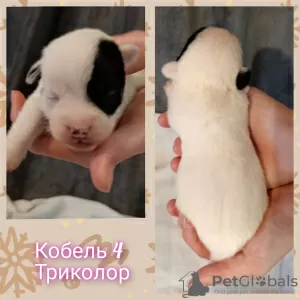 Дополнительные фото: Щенки джек рассел терьера