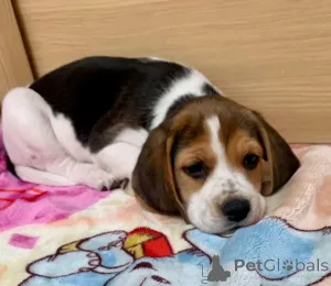 Дополнительные фото: Щенки бигля.