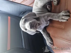 Дополнительные фото: NATALYA NEDODAYEVA