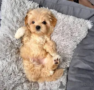 Дополнительные фото: Прекрасные щенки на мальтипу на продажу.