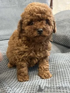 Фото №1. пудель (той) - купить в Киеве за 166981₽. Объявление №159960