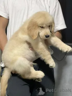 Фото №3. Очаровательные золотистые ретриверы cherchent des familles aimantes..  Франция