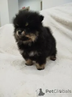 Дополнительные фото: Красивые медведи Бо