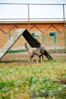 Дополнительные фото: Щенок Сэнди в добрые руки