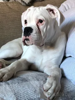 Фото №4. Продажа немецкого боксёра в Лимбург частное объявление, заводчик - цена 46384₽