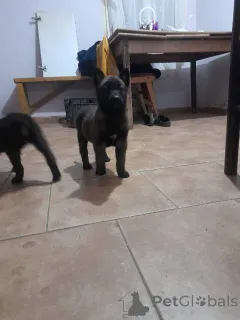 Дополнительные фото: Щенки Бельгийской овчарки (Малинуа)