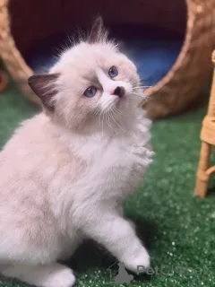 Фото №3. Мягкая, сладкая и солнечная Дейзи украсит каждый уголок вашего сердца.. Швеция